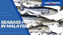 Malaysia Sea Bass Prices 2024- How Much is Fish?